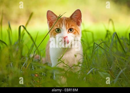 Hauskatze, Hauskatze (Felis Silvestris F. Catus), sitzen auf dem Rasen und leckte seine Schnurrhaare, Deutschland Stockfoto
