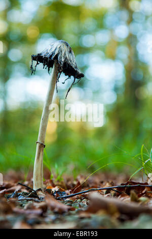 Shaggy Tinte GAP, des Rechtsanwalts Perücke, Shaggy Mähne (Coprinus Comatus), alte Fruchtkörper, Deutschland, Nordrhein-Westfalen Stockfoto