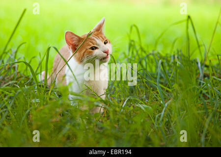 Hauskatze, Hauskatze (Felis Silvestris F. Catus) Fütterung Rasen, Deutschland Stockfoto