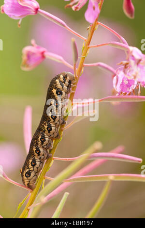 Weidenröschen Hawkmoth Curzon Sphinx Moth (Proserpinus Proserpina), Raupe auf Weidenröschen, Epilobium Angustifolium, Deutschland, Rheinland-Pfalz Stockfoto