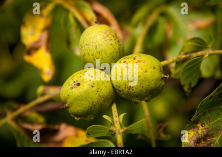 Walnuss (Juglans Regia), Walnüsse auf einem Baum, Deutschland, Rheinland-Pfalz Stockfoto