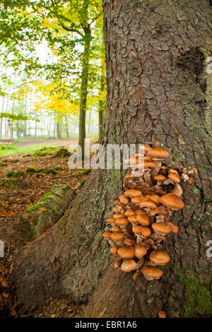 Hallimasch (Armillaria Mellea), Fruchtbildung Einrichtungen auf ein Protokoll, Deutschland, Hessen, Kellerwald-Nationalpark Stockfoto