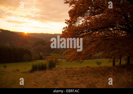 Stieleiche, pedunculate Eiche, Englisch Eiche (Quercus Robur), Landschaft mit Wiesen und Eichen bei Sonnenuntergang, Deutschland, Rheinland-Pfalz, Altenkirchen, Niederfischbach Stockfoto