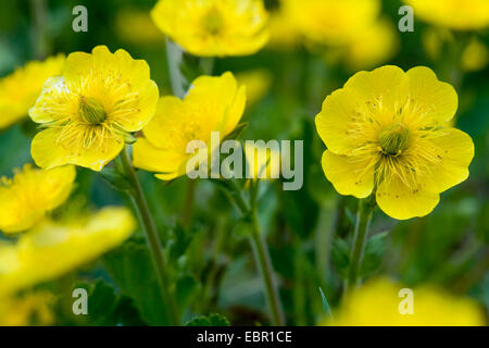 Avens (Geum Montanum), blühen, Schweiz Stockfoto