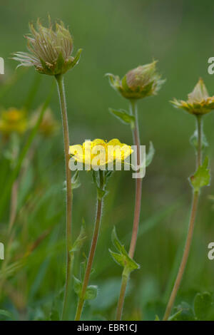 Avens (Geum Montanum), mit Blumen- und jungen Früchten, Schweiz Stockfoto