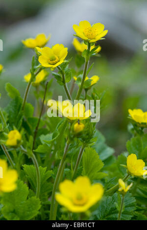 Avens (Geum Montanum), blühen, Schweiz Stockfoto