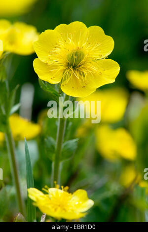 Avens (Geum Montanum), Blume, Schweiz Stockfoto