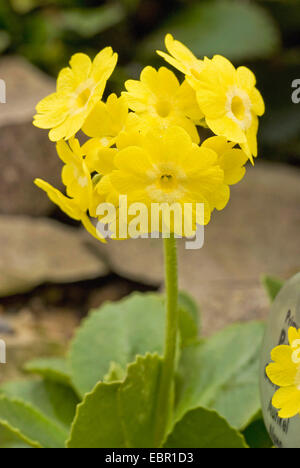 Dusty Miller, Garten Auricula (Primula Auricula), Blütenstand, Österreich Stockfoto