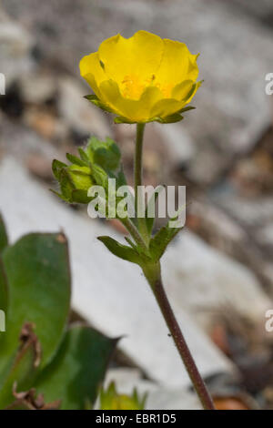 Alpine Fingerkraut (Potentilla Crantzii), blühen, Deutschland Stockfoto