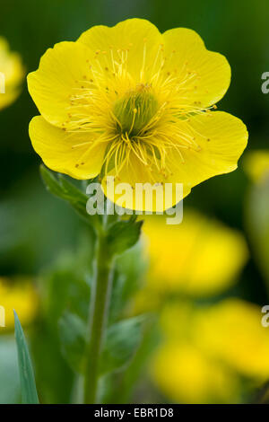 Avens (Geum Montanum), Blume, Schweiz Stockfoto