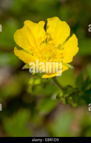 Alpine Fingerkraut (Potentilla Crantzii), Blume, Deutschland Stockfoto