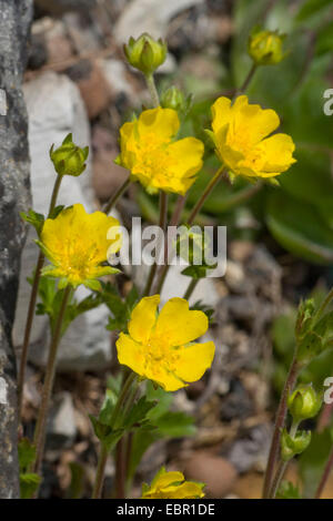 Alpine Fingerkraut (Potentilla Crantzii), blühen, Deutschland Stockfoto