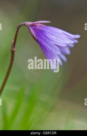 Zwerg Snowbell (Soldanella Alpicola), Blume, Deutschland Stockfoto