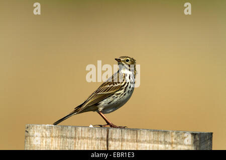 Wiese Pitpit (Anthus Pratensis), sitzt auf einem hölzernen Pfosten, Deutschland, Nordrhein-Westfalen Stockfoto