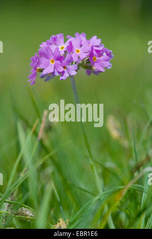 aus der Vogelperspektive Primel (Primula Farinosa), Blumen, Deutschland Stockfoto