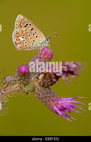 gemeinsamen blau (Polyommatus Icarus), weibliche sitzt auf einem Sumpf Distel, Deutschland, Rheinland-Pfalz Stockfoto