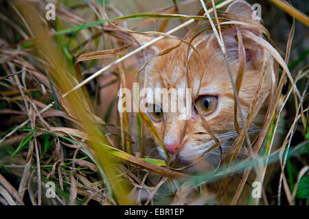 Hauskatze, Hauskatze (Felis Silvestris F. Catus), schleichen durch Rasen, Deutschland Stockfoto