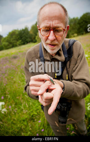 Moschus-Käfer (Aromia Moschata), sitzen auf der Seite eines Mannes, Deutschland, Rheinland-Pfalz, Niederfischbach Stockfoto
