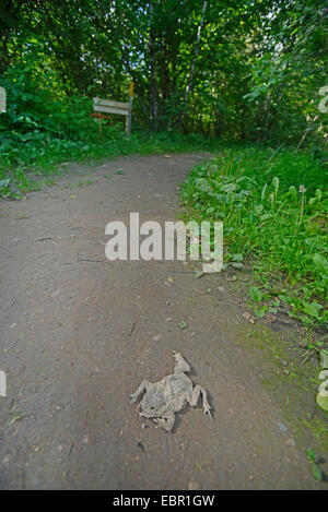 Europäischen gemeinsamen Kröte (Bufo Bufo), Kröte, ausgetrocknet scrunched auf einem Wanderweg, Schweden, Oeland Stockfoto