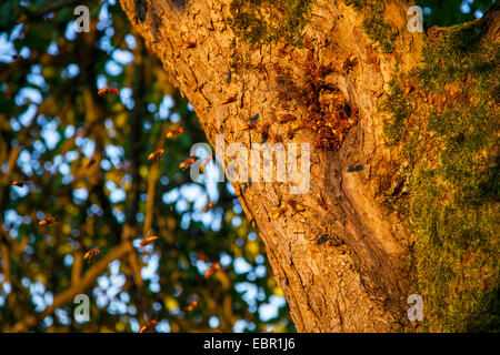 Hornet, braune Hornisse, Europäische Hornisse (Vespa Crabro), Hornissennest in ein Astloch eines Apfelbaums, Deutschland, Rheinland-Pfalz Stockfoto