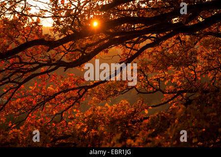 Stieleiche, pedunculate Eiche, Englisch Eiche (Quercus Robur), Zweige mit Herbstlaub bei Sonnenuntergang, Deutschland, Rheinland-Pfalz Stockfoto