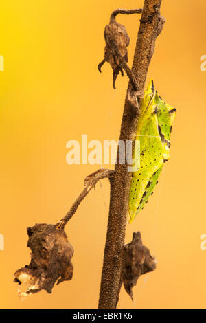 Grün-veined weiß, Grüne veined White (Pieris Napi, Artogeia Napi), Schmetterling-Puppe an einem Stiel, Deutschland, Rheinland-Pfalz Stockfoto