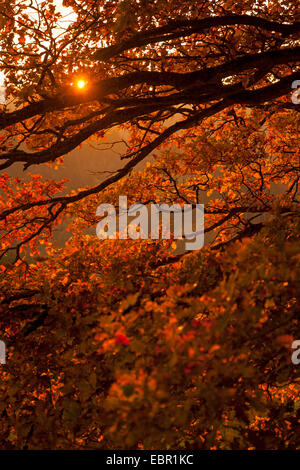 Stieleiche, pedunculate Eiche, Englisch Eiche (Quercus Robur), Zweige mit Herbstlaub bei Sonnenuntergang, Deutschland, Rheinland-Pfalz Stockfoto