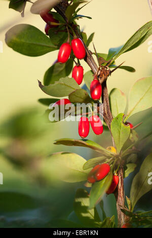 Japanische Berberitze (Berberis Thunbergii), Zweig mit Früchten, Deutschland, Rheinland-Pfalz Stockfoto