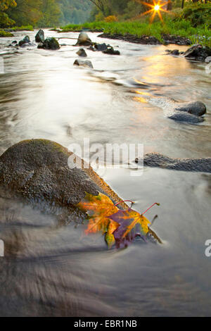 Spitz-Ahorn (Acer Platanoides), Herbstlaub zwei auf einem Stein im Fluss, Deutschland, Rheinland-Pfalz Stockfoto