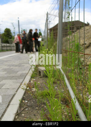 Hauptverbreitungsgebiet, kanadisches Berufkraut (Conyza Canadensis, Erigeron Canadensis), wächst mit einem Horten, Deutschland, Nordrhein-Westfalen Stockfoto