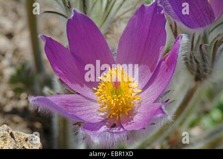 Hallers Kuhschelle (Pulsatilla Halleri), Blume, Schweiz Stockfoto