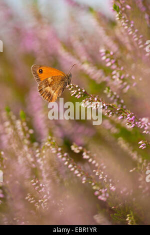 Gatekeeper, Hecke Braun (Pyronia Tithonus, Maniola Tithonus) auf Heidekraut, Deutschland, Nordrhein-Westfalen Stockfoto