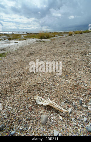 skelettierten Schädel einer Möwe auf der Strand der Färöer, Schweden, Gotland Stockfoto