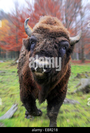 Europäische Bison, Wisent (Bison Bonasus), Angriff auf den Fotografen, Deutschland Stockfoto