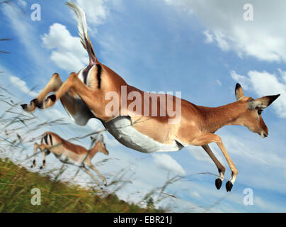 Impala (Aepyceros Melampus), springen im Flug, Kenia, Masai Mara Nationalpark Stockfoto