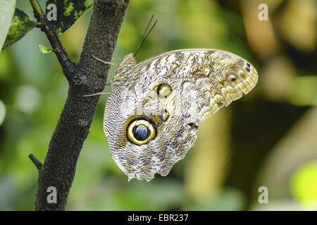 Wald Riesen Eule (Caligo Eurilochus), sitzt in einer Filiale Stockfoto