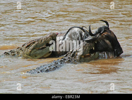 Gnus, blau gestromt Gnu, weißen bärtigen Gnus (Connochaetes Taurinus), wird angegriffen von zwei Krokodile, Kenia, Masai Mara Nationalpark Stockfoto