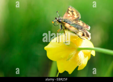 karierte Skipper (Carterocephalus Palaemon), sitzen auf einer Butterblume Blüte, Deutschland, Nordrhein-Westfalen, Eifel Stockfoto