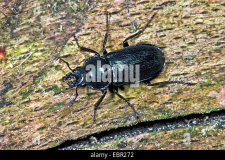 Platycerus Cribatus, blaue Hirschkäfer (Platycerus Caraboides, Systenocerus Cribatus, Platycerus Cribatus), Männlich, Deutschland Stockfoto