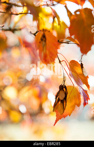 Amur-Ahorn (Acer Ginnala), Zweig mit Herbst Blätter und Früchte Stockfoto