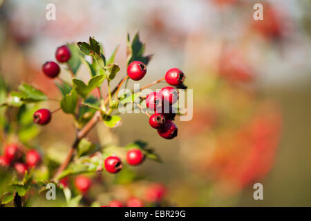 Weißdorn, weiße Dorn, Weißdorn (Crataegus spec.), Früchte auf einem Ast, Deutschland, Rheinland-Pfalz Stockfoto