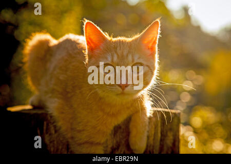 Hauskatze, Hauskatze (Felis Silvestris F. Catus), männliche Katze auf einen Baum Haken, Deutschland Stockfoto