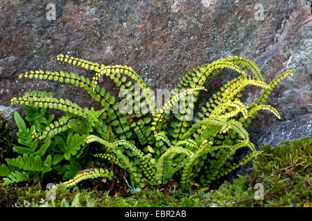 gemeinsamen Maisöl (Polypodium Vulgare), mit tausend Spleenwort, Asplenium Trichomanes auf einem Felsen, Schweden, Smaeland Stockfoto