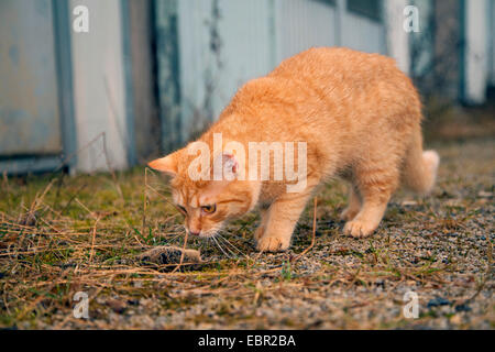 Hauskatze, Hauskatze (Felis Silvestris F. Catus), schnüffeln an tote Maus auf der Werft, Deutschland, Rheinland-Pfalz Stockfoto