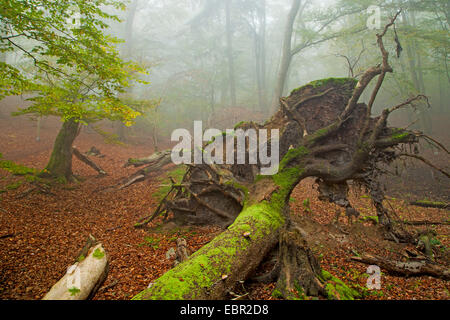 gemeinsamen Buche (Fagus Sylvatica), entwurzelten Baum, Deutschland, Hessen, Kellerwald-Nationalpark Stockfoto