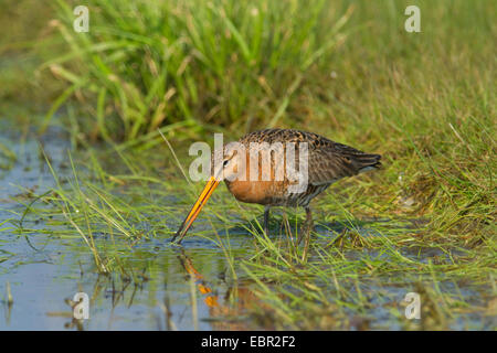 Uferschnepfe (Limosa Limosa), auf den Feed in einem Graben, Niederlande Stockfoto