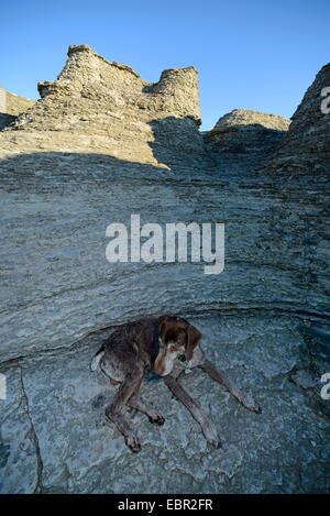 Deutsch Wire-haired Vorstehhund (Canis Lupus F. Familiaris), zeigt der Hund liegen im Schatten von Byrums Raukar, Schweden, Oeland, Byrums Raukar Stockfoto