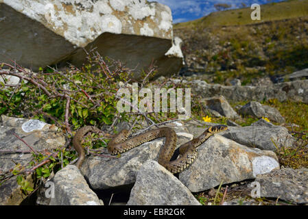 Ringelnatter (Natrix Natrix, Natrix Natrix Gotlandica), endemisch subspecious der die Ringelnatter auf Gotland, Schweden, Gotland Stockfoto