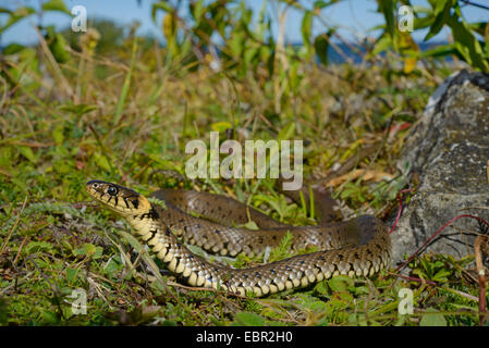 Ringelnatter (Natrix Natrix, Natrix Natrix Gotlandica), endemisch subspecious der die Ringelnatter auf Gotland, Schweden, Gotland Stockfoto