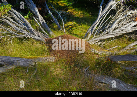 Waldameise (Formica Rufa), Ameisenhaufen mitten in einem toten Baum auf Gotland, Schweden, Gotland Stockfoto